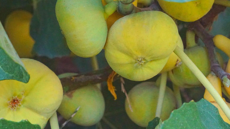 Key lime, Downy cherry, Red mulberry, Pineapple guava, Marseille fig, 'Red Haven' peach, American plum, Kieffer Pear, Juneberry, Carambola, Calamondin