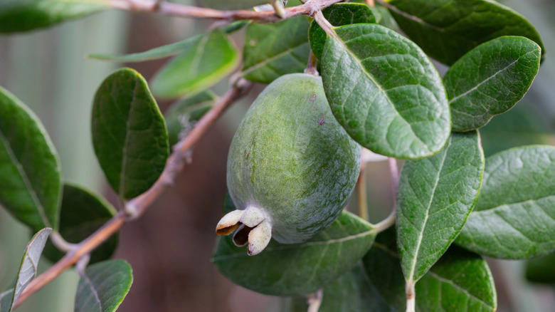Key lime, Downy cherry, Red mulberry, Pineapple guava, Marseille fig, 'Red Haven' peach, American plum, Kieffer Pear, Juneberry, Carambola, Calamondin