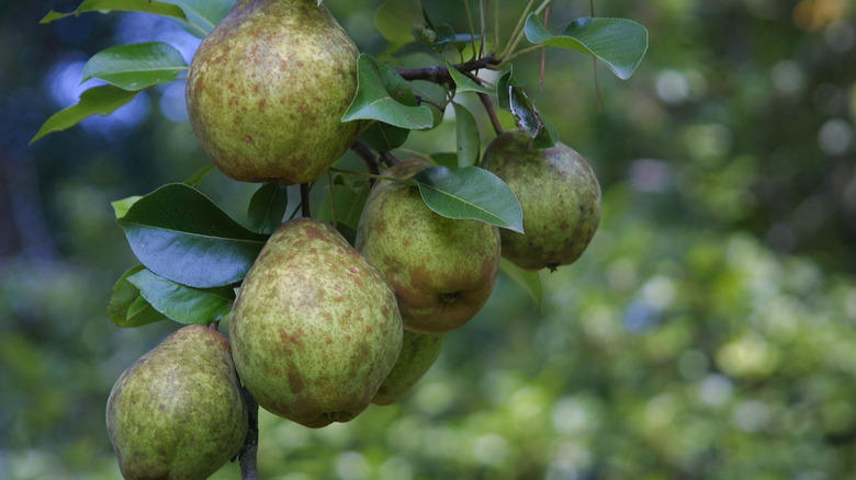 Key lime, Downy cherry, Red mulberry, Pineapple guava, Marseille fig, 'Red Haven' peach, American plum, Kieffer Pear, Juneberry, Carambola, Calamondin