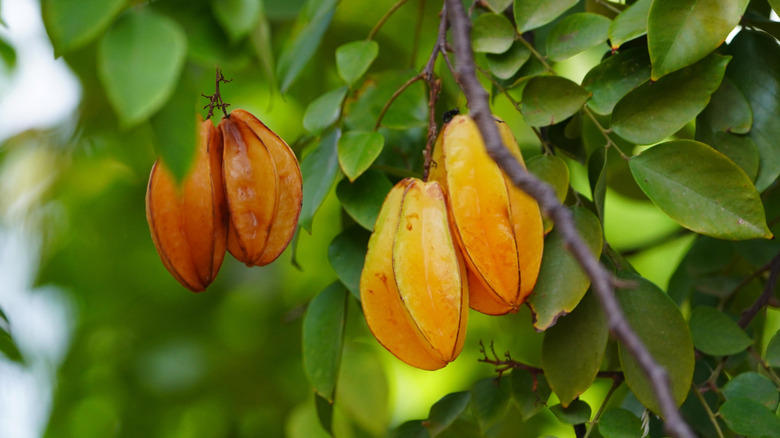Key lime, Downy cherry, Red mulberry, Pineapple guava, Marseille fig, 'Red Haven' peach, American plum, Kieffer Pear, Juneberry, Carambola, Calamondin