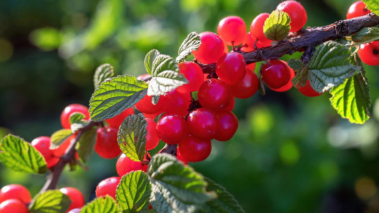 Key lime, Downy cherry, Red mulberry, Pineapple guava, Marseille fig, 'Red Haven' peach, American plum, Kieffer Pear, Juneberry, Carambola, Calamondin