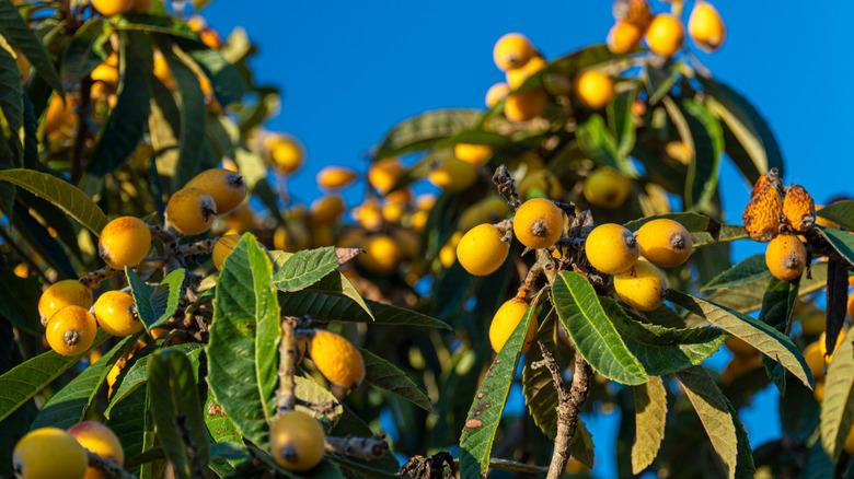 Key lime, Downy cherry, Red mulberry, Pineapple guava, Marseille fig, 'Red Haven' peach, American plum, Kieffer Pear, Juneberry, Carambola, Calamondin