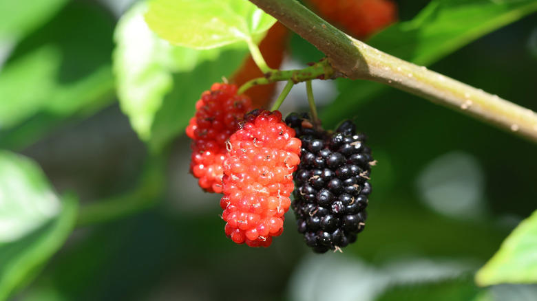 Key lime, Downy cherry, Red mulberry, Pineapple guava, Marseille fig, 'Red Haven' peach, American plum, Kieffer Pear, Juneberry, Carambola, Calamondin