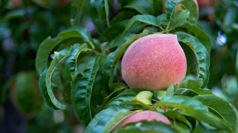 Key lime, Downy cherry, Red mulberry, Pineapple guava, Marseille fig, 'Red Haven' peach, American plum, Kieffer Pear, Juneberry, Carambola, Calamondin