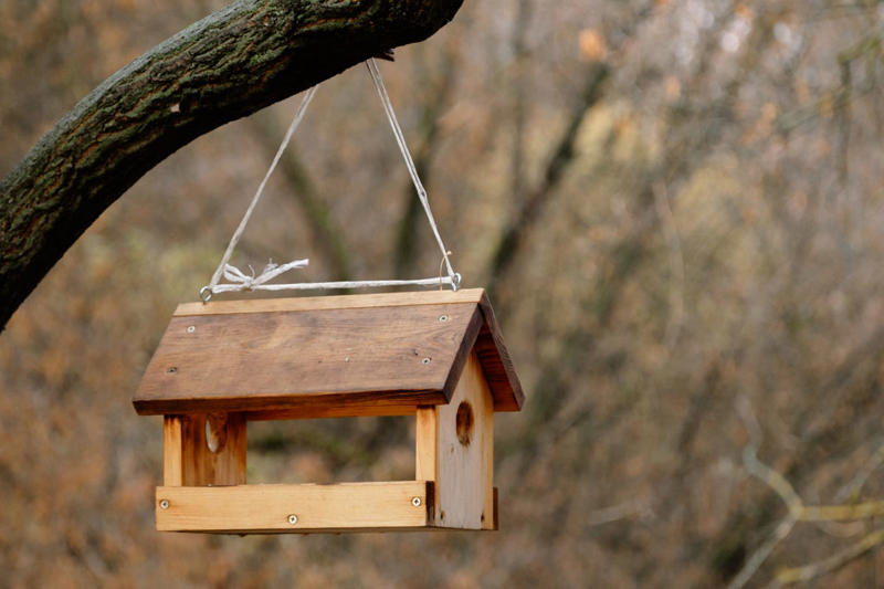 Be Mindful of Feeders Near Windows., Provide Cover for Birds. , Use Baffles. , Keep Cats Indoors., Clean Feeders Regularly.