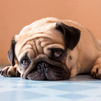 犬を悲しくさせるタブー行為5選, 1.無視をする・放置する, 3.長々と叱る・体罰を与える, 4.犬の前でケンカをする, 5.ほかの犬を可愛がる, 避けるべき行動と心のケア方法
