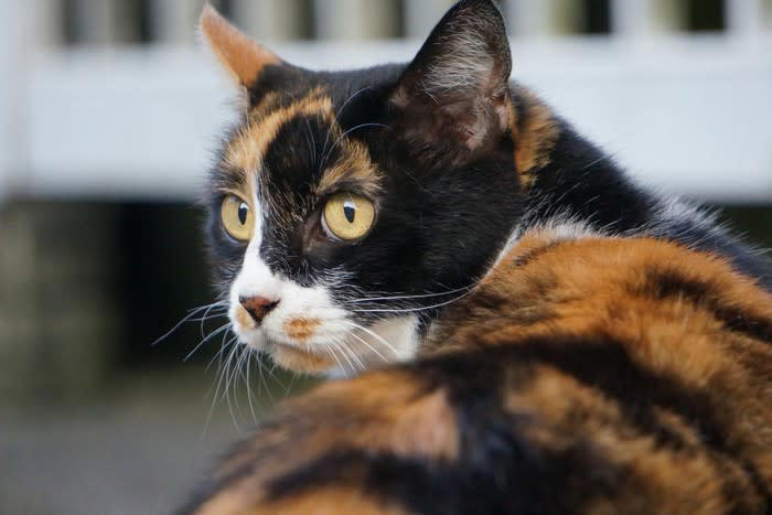 猫を『追いかけると逃げていく』のは何故？, 1.追われる動きは「捕まる恐怖」を刺激する, 2.「自分のペース」をとても大切にしているから, 3.過去の経験が「警戒心」を強めている, 逃げられにくい関係を作るための適切な接し方