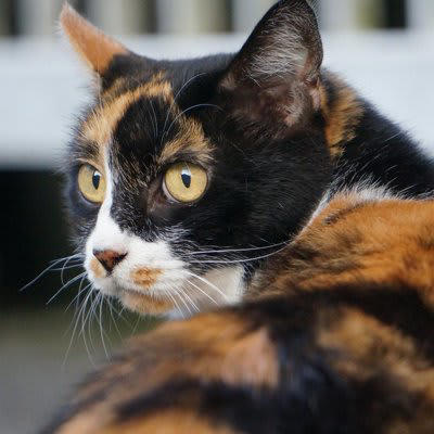 猫を『追いかけると逃げていく』のは何故？, 1.追われる動きは「捕まる恐怖」を刺激する, 2.「自分のペース」をとても大切にしているから, 3.過去の経験が「警戒心」を強めている, 逃げられにくい関係を作るための適切な接し方