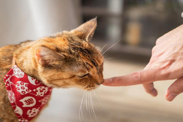 猫を『追いかけると逃げていく』のは何故？, 1.追われる動きは「捕まる恐怖」を刺激する, 2.「自分のペース」をとても大切にしているから, 3.過去の経験が「警戒心」を強めている, 逃げられにくい関係を作るための適切な接し方