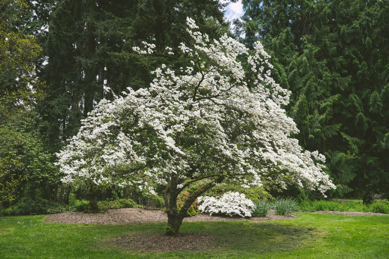 Eastern Redbud, Flowering Dogwood, Saucer Magnolia, Star Magnolia, Fringe Tree, Crabapple, Weeping Cherry, Yoshino Cherry, Serviceberry, Jacaranda