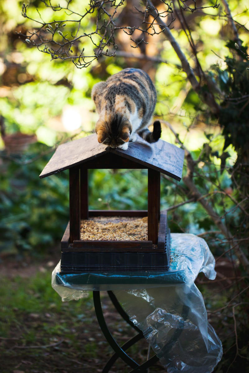 Be Mindful of Feeders Near Windows., Provide Cover for Birds. , Use Baffles. , Keep Cats Indoors., Clean Feeders Regularly.