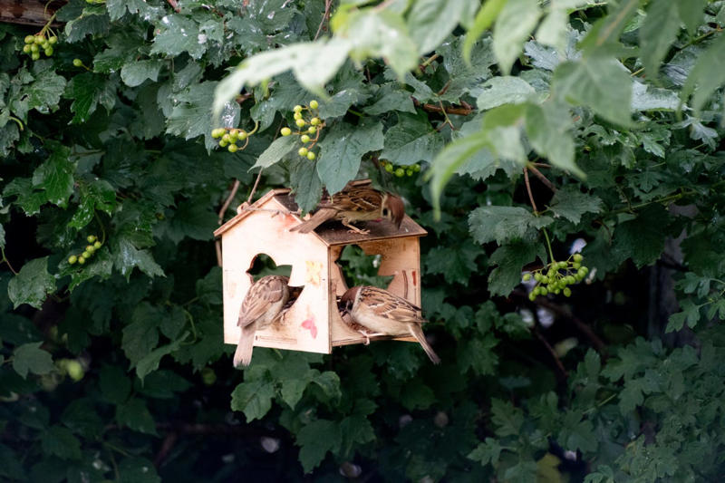 Be Mindful of Feeders Near Windows., Provide Cover for Birds. , Use Baffles. , Keep Cats Indoors., Clean Feeders Regularly.