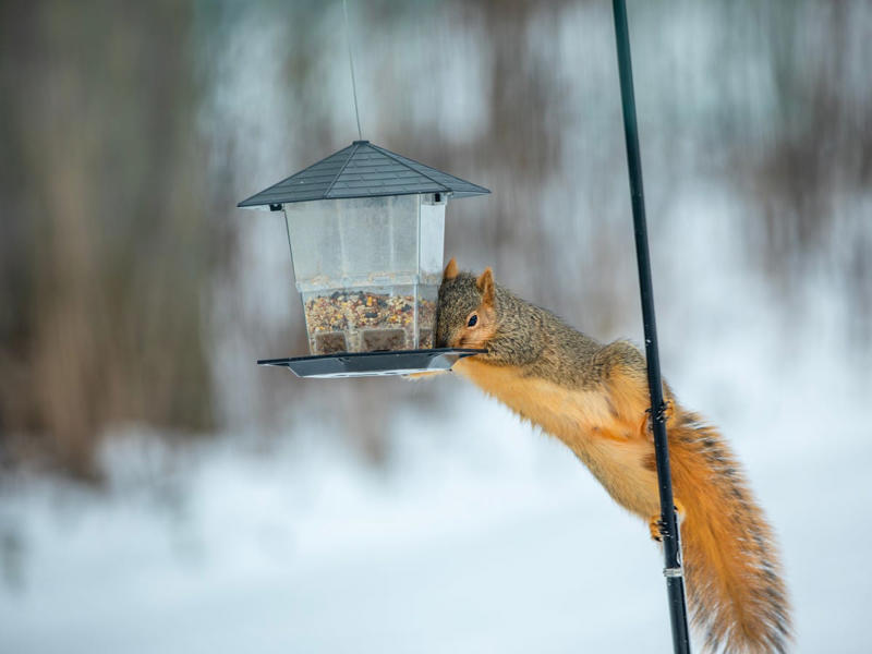 Be Mindful of Feeders Near Windows., Provide Cover for Birds. , Use Baffles. , Keep Cats Indoors., Clean Feeders Regularly.