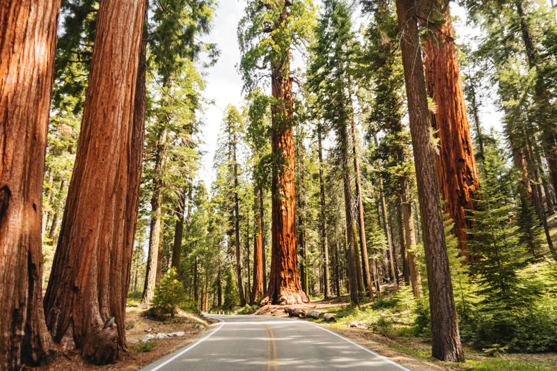 1. Joshua Tree, 2. Catalina Island, 3. Solvang, Santa Ynez Valley, 4. Yosemite National Park, 5. Big Sur, 6. The 17-Mile Drive, Pebble Beach, 7. Carmel-by-the-Sea, 8. Palm Springs, 9. Napa Valley, 10. The Madonna Inn, San Luis Obispo, 11. San Francisco and the Bay Area, 12. Los Angeles, 13. The Redwoods
