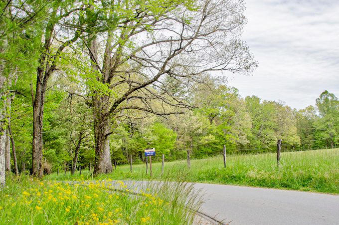 This Pollinator Plant Grows Extra Tall, Texas Has Multiple State Flowers, Visit Great Smoky Mountains for Brilliant Wildflowers, The Best-Known Wildflowers in North America, Wildflowers Are Incredibly Resilient, Celebrate Poppies in the Spring