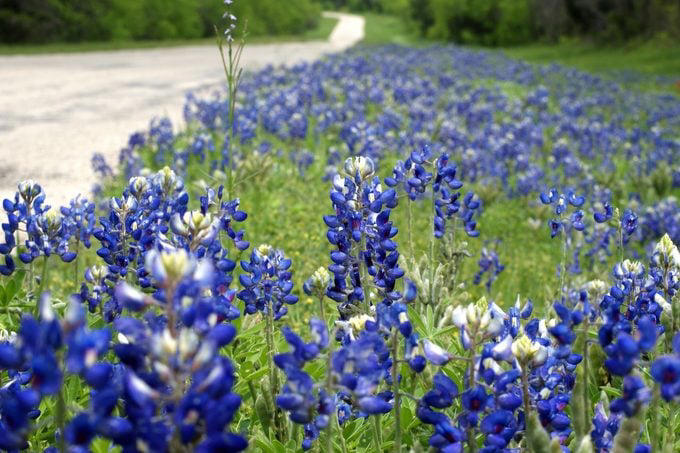 This Pollinator Plant Grows Extra Tall, Texas Has Multiple State Flowers, Visit Great Smoky Mountains for Brilliant Wildflowers, The Best-Known Wildflowers in North America, Wildflowers Are Incredibly Resilient, Celebrate Poppies in the Spring