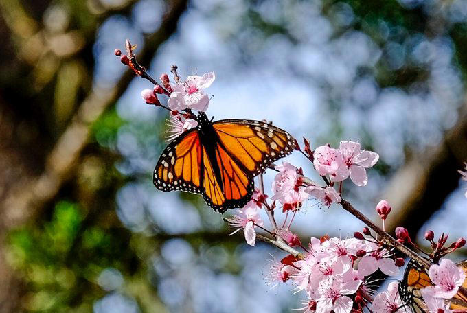 Celebrate Cherry Trees in Washington D.C., You Can Grow Fresh Cherries in Your Backyard, How to Pick the Perfect Cherry Tree, Which States Grow the Most Cherries?, How Long Do Cherry Trees Live?, Cherry Trees Have a Short Bloom Time
