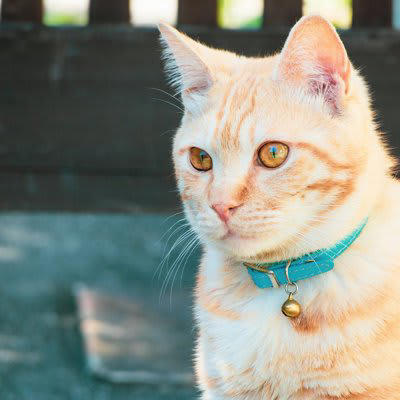 猫に「首輪」を付けた方がいい3つの理由, 1.迷子になった時の「家猫」の証, 2.連絡先がわかる安心感, 3.災害時の身元証明, 初心者でも失敗しない！首輪選びのポイント, 「セーフティバックル」を選ぼう, サイズ感は「指2本分」が目安, 素材は柔らかいものを, 猫に首輪を付けないことで起こるデメリット, 迷子になったときに見つけ出すのが難しい, 「野良猫」として扱われてしまう恐れ, 災害時に離ればなれになるリスク