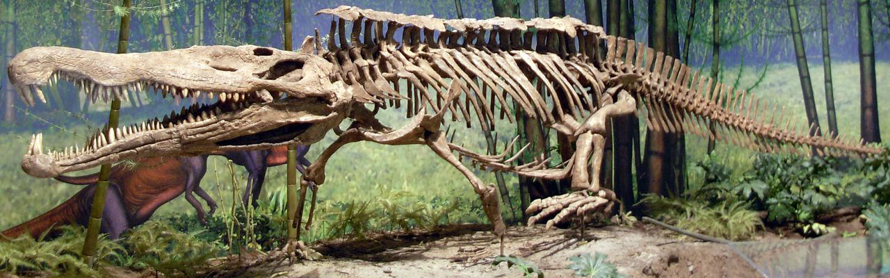 二酸化炭素濃度の上昇が与えた生物への影響, 大量絶滅と大陸分裂後の生物大繁栄, 無数の円石藻が浮遊する海, ジュラ紀の海に大繁栄…三畳紀末の大量絶滅を逃れたアンモナイト, 三畳紀末の大量絶滅後の陸上, 地上を支配した恐竜, そして、ジュラ紀から白亜紀へ