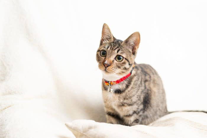 猫に「首輪」を付けた方がいい3つの理由, 1.迷子になった時の「家猫」の証, 2.連絡先がわかる安心感, 3.災害時の身元証明, 初心者でも失敗しない！首輪選びのポイント, 「セーフティバックル」を選ぼう, サイズ感は「指2本分」が目安, 素材は柔らかいものを, 猫に首輪を付けないことで起こるデメリット, 迷子になったときに見つけ出すのが難しい, 「野良猫」として扱われてしまう恐れ, 災害時に離ればなれになるリスク
