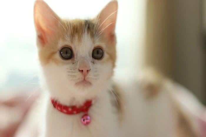 猫に「首輪」を付けた方がいい3つの理由, 1.迷子になった時の「家猫」の証, 2.連絡先がわかる安心感, 3.災害時の身元証明, 初心者でも失敗しない！首輪選びのポイント, 「セーフティバックル」を選ぼう, サイズ感は「指2本分」が目安, 素材は柔らかいものを, 猫に首輪を付けないことで起こるデメリット, 迷子になったときに見つけ出すのが難しい, 「野良猫」として扱われてしまう恐れ, 災害時に離ればなれになるリスク