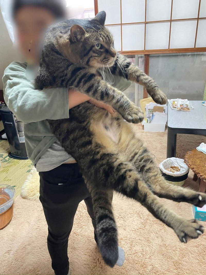  犬好きが「1週間だけ」の預かり…気づけば一軒家で放し飼い, MAX10.8キロ「ここまで大きくなるとは」, 寡黙で“弱い者を守る”タイプ…2年後に「竜親分」へ改名, 「心に蓋をした」別れ　それでも写真を見られるようになった, 屋根裏から天井をぶち抜く!?　伝説エピソードの数々, 「懐かしい」「おやびん」…寄せられる声