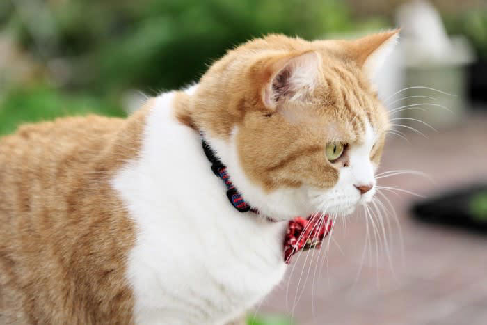 猫に「首輪」を付けた方がいい3つの理由, 1.迷子になった時の「家猫」の証, 2.連絡先がわかる安心感, 3.災害時の身元証明, 初心者でも失敗しない！首輪選びのポイント, 「セーフティバックル」を選ぼう, サイズ感は「指2本分」が目安, 素材は柔らかいものを, 猫に首輪を付けないことで起こるデメリット, 迷子になったときに見つけ出すのが難しい, 「野良猫」として扱われてしまう恐れ, 災害時に離ればなれになるリスク