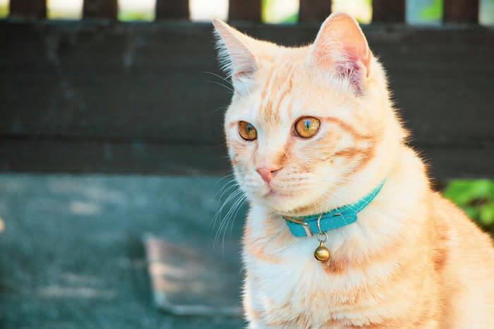 猫に「首輪」を付けた方がいい3つの理由, 1.迷子になった時の「家猫」の証, 2.連絡先がわかる安心感, 3.災害時の身元証明, 初心者でも失敗しない！首輪選びのポイント, 「セーフティバックル」を選ぼう, サイズ感は「指2本分」が目安, 素材は柔らかいものを, 猫に首輪を付けないことで起こるデメリット, 迷子になったときに見つけ出すのが難しい, 「野良猫」として扱われてしまう恐れ, 災害時に離ればなれになるリスク