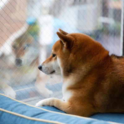 犬が「ひとりぼっち」だと思っているときの行動5選, 1.ずっと後をついてくる, 2.じっと見つめてくる, 3.わざといたずらをする, 4.手足をしつこく舐める, 5.大きな声で吠え続ける, 犬はなぜ「ひとりぼっち」が苦手なの？, 寂しいと勘違いさせないための工夫, 短いお留守番で慣らす, 出かける時に騒がない, 一緒にいる時間の質を高める, ひとりで遊べるおもちゃを置く