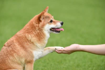 犬が『尊敬している人』にしか見せないサイン, 名前を呼ぶと来る, お尻をくっつける, 無理な要求をしない, 不安なときに助けを求める, 犬から尊敬されるために, 一貫した態度をとる, 褒めるときと叱るときのメリハリをつける, 距離感を縮めすぎない