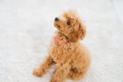 犬が『尊敬している人』にしか見せないサイン, 名前を呼ぶと来る, お尻をくっつける, 無理な要求をしない, 不安なときに助けを求める, 犬から尊敬されるために, 一貫した態度をとる, 褒めるときと叱るときのメリハリをつける, 距離感を縮めすぎない
