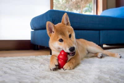 犬が「ひとりぼっち」だと思っているときの行動5選, 1.ずっと後をついてくる, 2.じっと見つめてくる, 3.わざといたずらをする, 4.手足をしつこく舐める, 5.大きな声で吠え続ける, 犬はなぜ「ひとりぼっち」が苦手なの？, 寂しいと勘違いさせないための工夫, 短いお留守番で慣らす, 出かける時に騒がない, 一緒にいる時間の質を高める, ひとりで遊べるおもちゃを置く