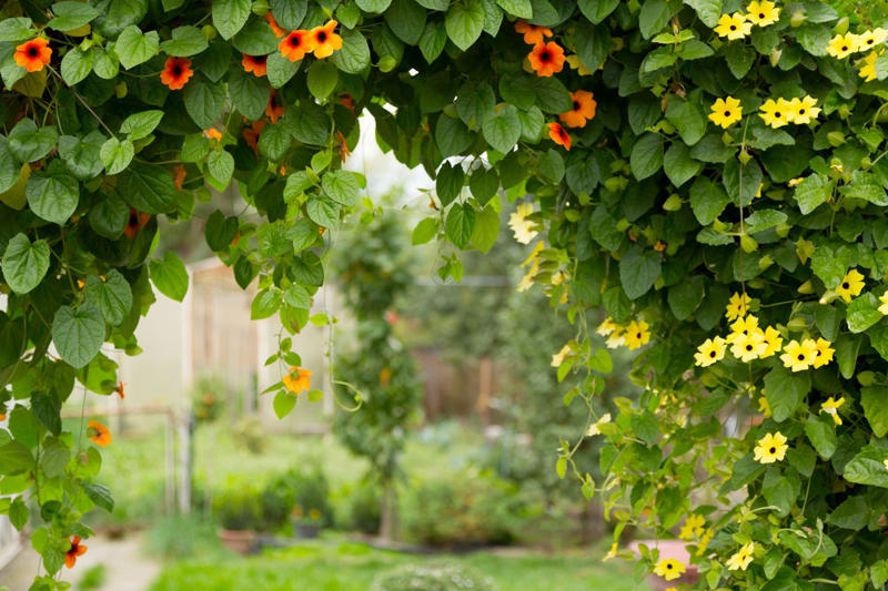 'Dortmund' Climbing Rose, Bougainvillea, Clematis, American Wisteria, Trumpet Creeper, Purple Passionflower (Maypop), Star Jasmine, Carolina Jessamine, Hybrid Mandevillas, Morning Glories, Crossvine, Coral Honeysuckle, Climbing Hydrangea, 'Peggy Martin' Rose, Common Honeysuckle, Black-Eyed Susan Vine, Cup And Saucer Vine, Sweet Pea