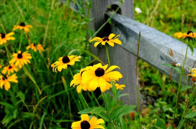 This Pollinator Plant Grows Extra Tall, Texas Has Multiple State Flowers, Visit Great Smoky Mountains for Brilliant Wildflowers, The Best-Known Wildflowers in North America, Wildflowers Are Incredibly Resilient, Celebrate Poppies in the Spring