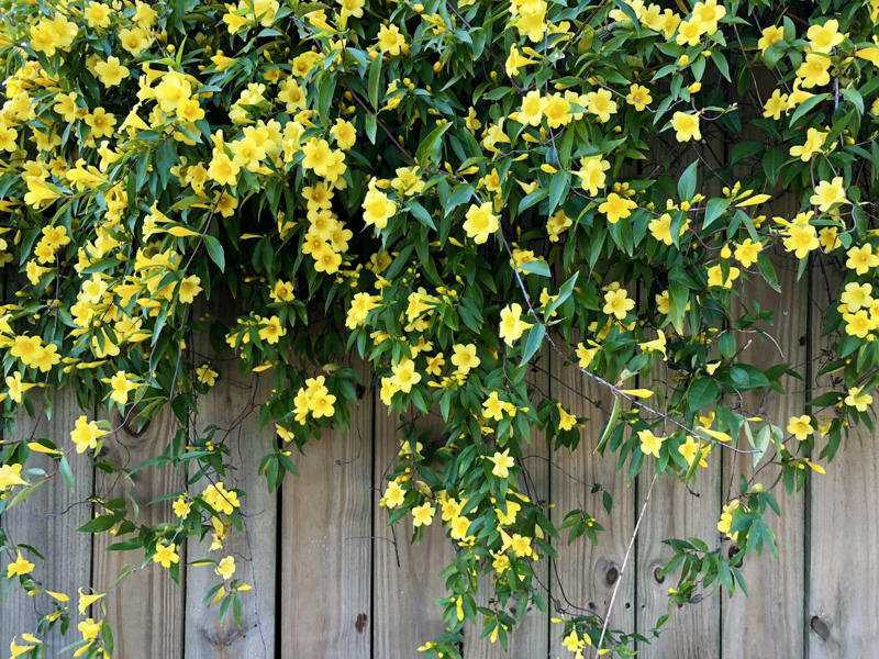 'Dortmund' Climbing Rose, Bougainvillea, Clematis, American Wisteria, Trumpet Creeper, Purple Passionflower (Maypop), Star Jasmine, Carolina Jessamine, Hybrid Mandevillas, Morning Glories, Crossvine, Coral Honeysuckle, Climbing Hydrangea, 'Peggy Martin' Rose, Common Honeysuckle, Black-Eyed Susan Vine, Cup And Saucer Vine, Sweet Pea