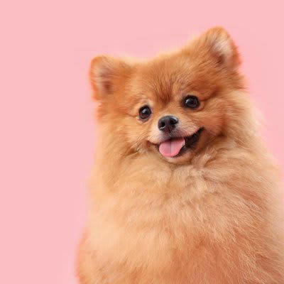 犬が『尊敬している人』にしか見せないサイン, 名前を呼ぶと来る, お尻をくっつける, 無理な要求をしない, 不安なときに助けを求める, 犬から尊敬されるために, 一貫した態度をとる, 褒めるときと叱るときのメリハリをつける, 距離感を縮めすぎない