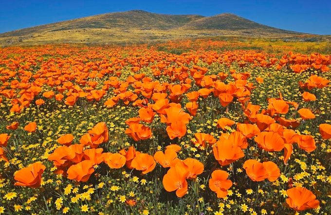 This Pollinator Plant Grows Extra Tall, Texas Has Multiple State Flowers, Visit Great Smoky Mountains for Brilliant Wildflowers, The Best-Known Wildflowers in North America, Wildflowers Are Incredibly Resilient, Celebrate Poppies in the Spring