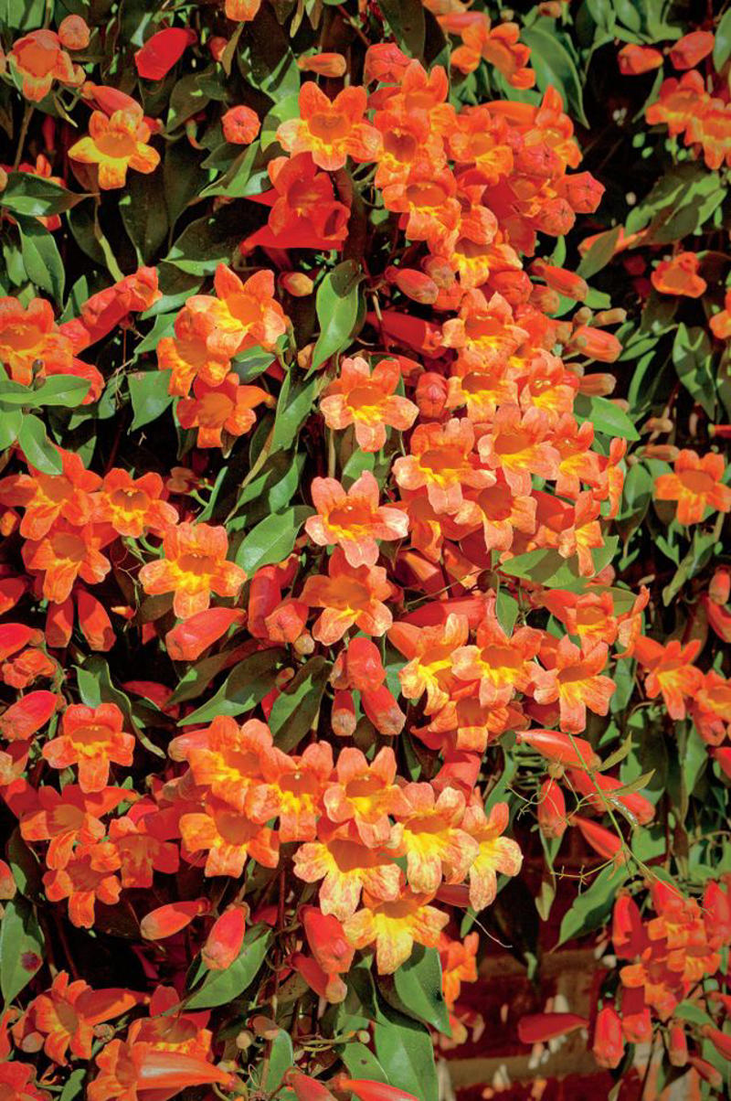 'Dortmund' Climbing Rose, Bougainvillea, Clematis, American Wisteria, Trumpet Creeper, Purple Passionflower (Maypop), Star Jasmine, Carolina Jessamine, Hybrid Mandevillas, Morning Glories, Crossvine, Coral Honeysuckle, Climbing Hydrangea, 'Peggy Martin' Rose, Common Honeysuckle, Black-Eyed Susan Vine, Cup And Saucer Vine, Sweet Pea