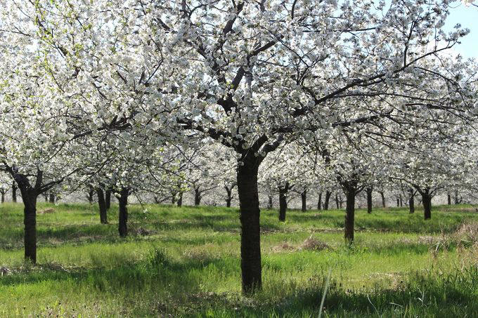 Celebrate Cherry Trees in Washington D.C., You Can Grow Fresh Cherries in Your Backyard, How to Pick the Perfect Cherry Tree, Which States Grow the Most Cherries?, How Long Do Cherry Trees Live?, Cherry Trees Have a Short Bloom Time