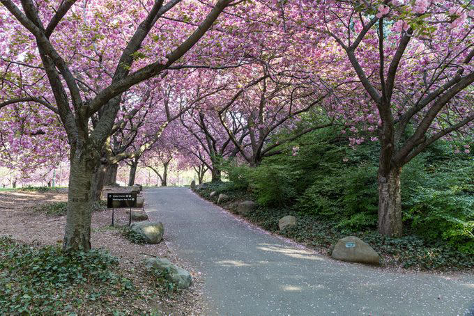 Celebrate Cherry Trees in Washington D.C., You Can Grow Fresh Cherries in Your Backyard, How to Pick the Perfect Cherry Tree, Which States Grow the Most Cherries?, How Long Do Cherry Trees Live?, Cherry Trees Have a Short Bloom Time