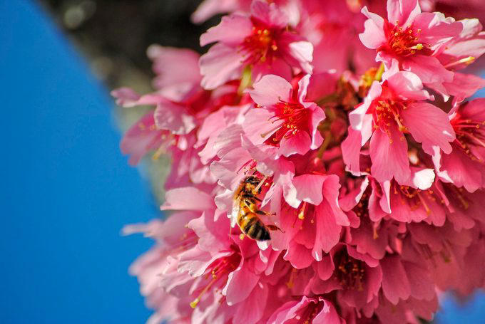 Celebrate Cherry Trees in Washington D.C., You Can Grow Fresh Cherries in Your Backyard, How to Pick the Perfect Cherry Tree, Which States Grow the Most Cherries?, How Long Do Cherry Trees Live?, Cherry Trees Have a Short Bloom Time