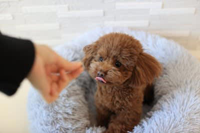 犬が言うことを聞かなくなる主な原因5つ, 1.指示やルールが一貫していない, 2.叱るタイミングがズレている, 3.吠えや要求に応じすぎている, 4.運動不足・刺激不足, 5.飼い主との信頼関係が揺らいでいる, わがままな性格にさせてしまうタブー行為, 指示に従わなくても放置してしまう, 吠えれば要求が通る状況を作る, 家族間でしつけルールがバラバラ