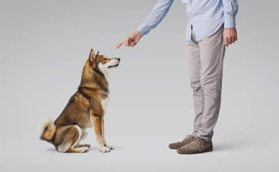犬が言うことを聞かなくなる主な原因5つ, 1.指示やルールが一貫していない, 2.叱るタイミングがズレている, 3.吠えや要求に応じすぎている, 4.運動不足・刺激不足, 5.飼い主との信頼関係が揺らいでいる, わがままな性格にさせてしまうタブー行為, 指示に従わなくても放置してしまう, 吠えれば要求が通る状況を作る, 家族間でしつけルールがバラバラ