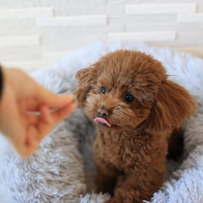 犬が言うことを聞かなくなる主な原因5つ, 1.指示やルールが一貫していない, 2.叱るタイミングがズレている, 3.吠えや要求に応じすぎている, 4.運動不足・刺激不足, 5.飼い主との信頼関係が揺らいでいる, わがままな性格にさせてしまうタブー行為, 指示に従わなくても放置してしまう, 吠えれば要求が通る状況を作る, 家族間でしつけルールがバラバラ