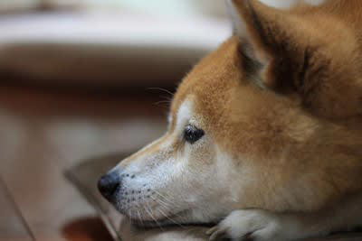 犬にとってストレスな飼い主の行動, 1.気分や都合によって態度が変わること, 2.感情的になって怒鳴ること, 3.スキンシップを強要すること, 4.お散歩がやっつけ作業になっていること, 愛犬に精神的負担をかけないための心得
