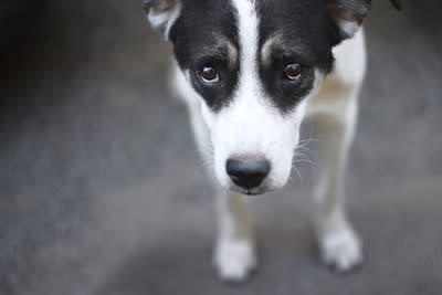 犬にとってストレスな飼い主の行動, 1.気分や都合によって態度が変わること, 2.感情的になって怒鳴ること, 3.スキンシップを強要すること, 4.お散歩がやっつけ作業になっていること, 愛犬に精神的負担をかけないための心得