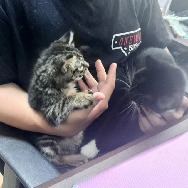 ヤンヤンくんの障害, 取られてしまったお父さん, 用水路に流された子猫, 「この子、多分捨て猫」, お兄ちゃんに任命, 簡単に通り過ぎる社会になってほしくない