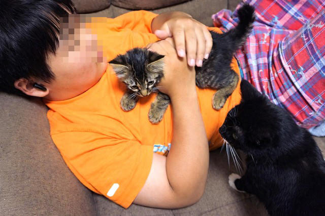 ヤンヤンくんの障害, 取られてしまったお父さん, 用水路に流された子猫, 「この子、多分捨て猫」, お兄ちゃんに任命, 簡単に通り過ぎる社会になってほしくない