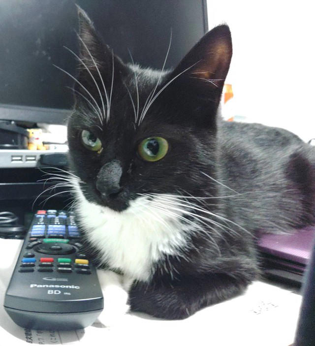 ヤンヤンくんの障害, 取られてしまったお父さん, 用水路に流された子猫, 「この子、多分捨て猫」, お兄ちゃんに任命, 簡単に通り過ぎる社会になってほしくない