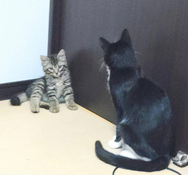 ヤンヤンくんの障害, 取られてしまったお父さん, 用水路に流された子猫, 「この子、多分捨て猫」, お兄ちゃんに任命, 簡単に通り過ぎる社会になってほしくない